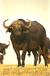 Exporters of Water Buffalo Horn, Jigged Bone & Imitation Stage Horn