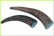 Horn Craft Exporters from Nagpur, India