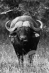 Raw Water Buffalo Horn (Scientific Name-Bubalus Bubalis)