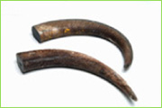 Buffalo Natural Horn Raw Material