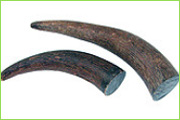 Buffalo Natural Horn Raw Material